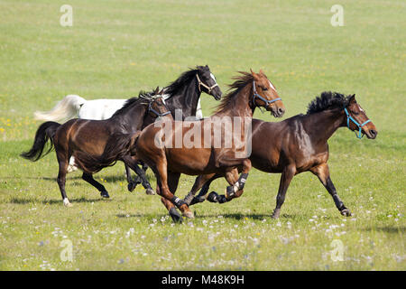 Troupeau de beaux chevaux galoper sur les pâturages Banque D'Images