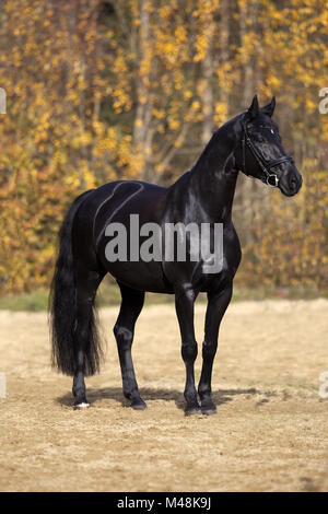 Portrait du cheval noir à l'extérieur de feuilles d'automne avec en arrière-plan Banque D'Images