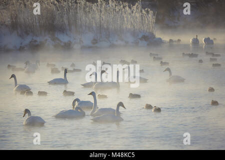 Cygnes et canards qui hivernent sur le lac de l'Altaï Svetloe Banque D'Images