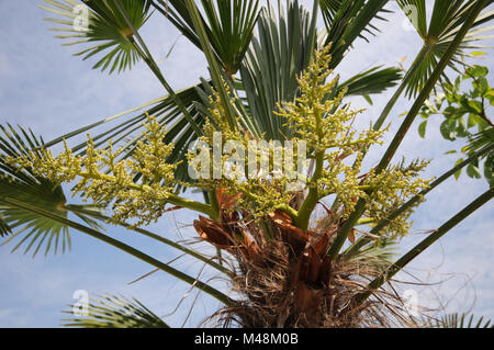 Trachycarpus fortunei, palmier chanvre chinois, fleurs Banque D'Images