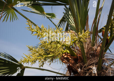 Trachycarpus fortunei, palmier chanvre chinois, fleurs Banque D'Images