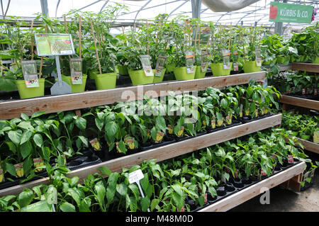 Capsicum annuum, poivron jaune, plantes en pépinière Banque D'Images