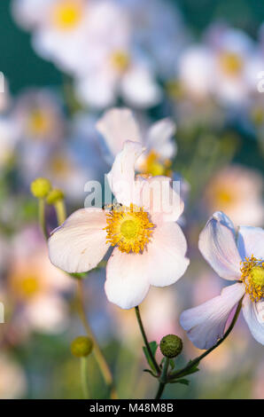 Fleurs Anémone japonaise dans le jardin, Close up Banque D'Images