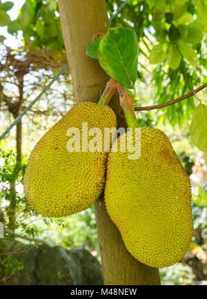 Jacquier (Artocarpus heterophyllus) aussi connu sous le nom de jack tree. Le jaque est dénommé "Nanga". Banque D'Images