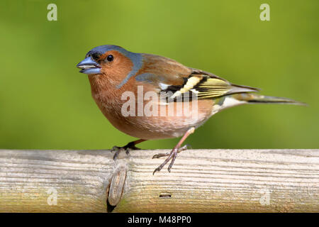 Chaffinch dans la maison d'oiseau Banque D'Images