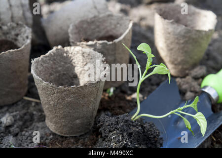 La plantation de jeunes plants de poivrons en pots de tourbe sur fond de sol Banque D'Images