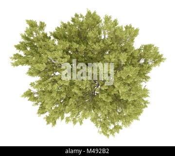 Vue de dessus du hêtre commun arbre isolé sur fond blanc Banque D'Images