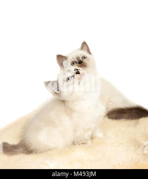 Portrait de deux British Shorthair chaton assis, la couleur couleur des points. Banque D'Images