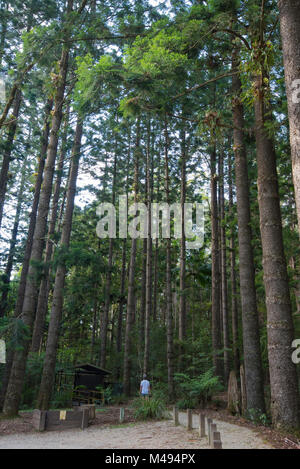 Un peuplement de pins Araucaria cunninghamii (cerceau) au Pines de pique-nique dans le parc national sur le Yarriabini , du nord des côtes de l'Australie Banque D'Images