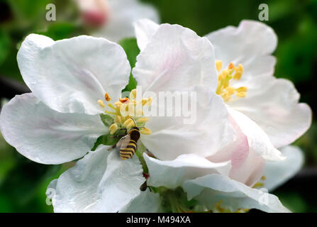 Sur les fleurs du pommier bee recueille le nectar. Banque D'Images