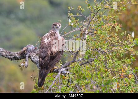 Femme aigle de Bonelli perché sur une branche de manger un lapin Banque D'Images