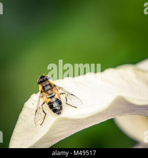 Wasp sur une fleur Banque D'Images