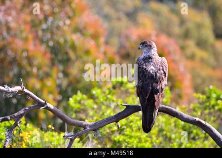 Aigle de Bonelli sur branche d'arbre sans feuilles dans la lumière du soleil.Bokeh Banque D'Images