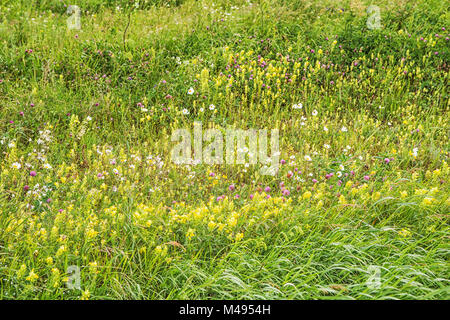 Fleurs dans les montagnes. La Russie, Stavropol. Banque D'Images