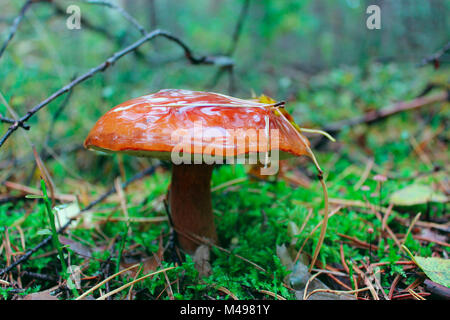 Belle Suillus de champignons dans la forêt d'automne Banque D'Images