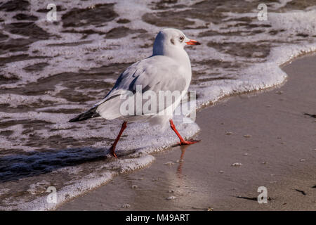 Jeune Mouette rieuse (Chroicocephalus ridibundus) Banque D'Images