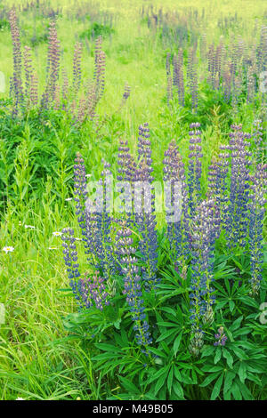 Champ de printemps, jardin, fleurs. Photo teinté. Selective focus sur l'avant. Weadow lupin violet et bleu avec des fleurs. Banque D'Images