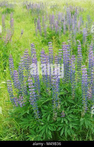 Champ de printemps, jardin, fleurs. Photo teinté. Selective focus sur l'avant. Weadow lupin violet et bleu avec des fleurs. Banque D'Images