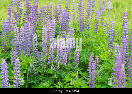 Champ de printemps, jardin, fleurs. Photo teinté. Selective focus sur l'avant. Weadow lupin violet et bleu avec des fleurs. Banque D'Images