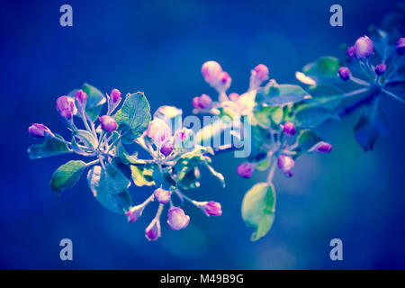 Apple Blossom vintage rose les branches d'arbres au lever du soleil. Fond naturel de printemps Banque D'Images