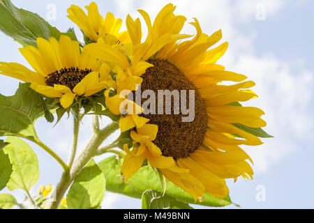 Tournesols jaunes sur terrain terre agricole avec blue cloudy sky Banque D'Images