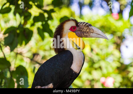 Oiseau Calao nimbés dans l'île de Bali en Indonésie Banque D'Images