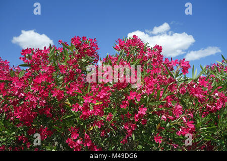 En fleurs de couleur bleu ciel nuages contre l'oleander Banque D'Images