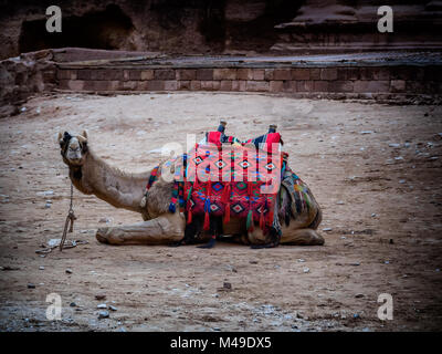 Camel en Petra, Jordanie ville perdu Banque D'Images