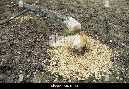 Sycamore arbre abattu par les castors dans la forêt d'Augustow dans le nord-est de la Pologne Mars 2008 Banque D'Images