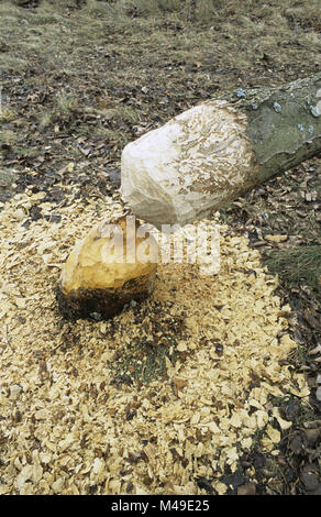 Sycamore arbre abattu par les castors dans la forêt d'Augustow dans le nord-est de la Pologne Mars 2008 Banque D'Images