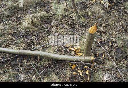 Sycamore arbre abattu par les castors dans la forêt d'Augustow dans le nord-est de la Pologne Mars 2008 Banque D'Images