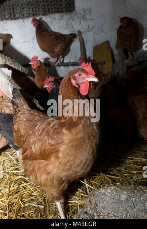 Poulets dans une grange en Pologne 2007 Banque D'Images