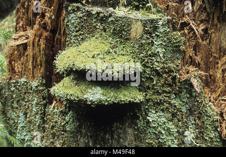 Champignons support recouvert de lichen poussant sur une souche d'arbre dans la forêt Augustowska dans la région de North East Suwalszczyzna Pologne Août 2007 Banque D'Images