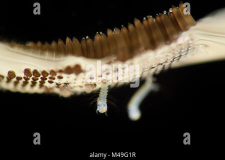 L'éclosion (moustiques Culex pipiens) oeuf radeau flottant sur l'eau. La première larve est juste l'éclosion. Kiel, Allemagne. Séquence 1 de 2 Banque D'Images