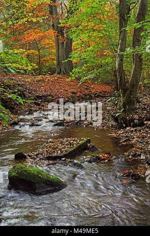 UK,South Yorkshire,bois,Sheffield Whiteley & River Porter Banque D'Images