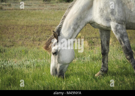 Beau gris cheval paissant dans une prairie Banque D'Images