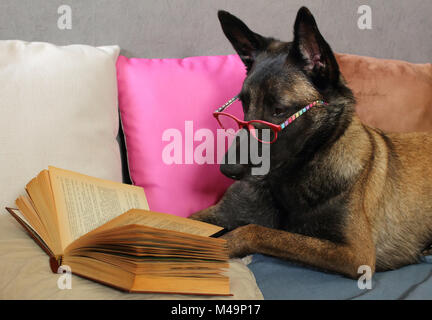 Un Berger Belge Malinois lit un livre avec une paire de lunettes sur le museau allongé sur des coussins en mode cocooning Banque D'Images