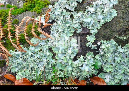 Flavoparmelia caperata Bouclier vert Lichen Banque D'Images