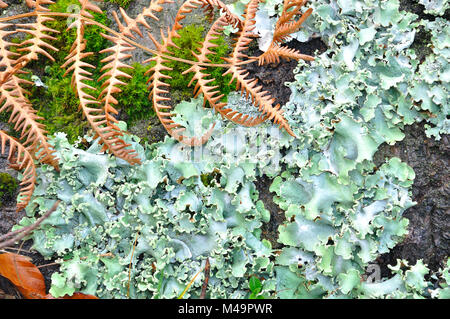 Flavoparmelia caperata Bouclier vert Lichen Banque D'Images