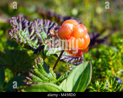 Amérique du berry (la chicouté Nom latin : Rubus chamaemorus) Banque D'Images