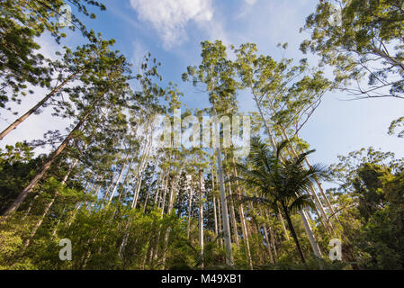 Un stand d'Eucalyptus grandis aussi connu sous le nom de gomme ou inondées gommiers rose dans le Nord du NSW, Australie Banque D'Images