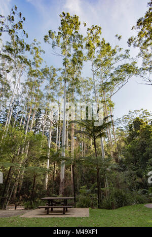 Un stand d'Eucalyptus grandis aussi connu sous le nom de gomme ou inondées gommiers rose dans le Nord du NSW, Australie Banque D'Images