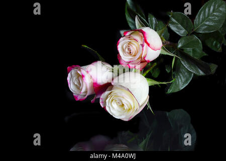 Trois roses blanches avec les bords des pétales de rose sur noir Banque D'Images