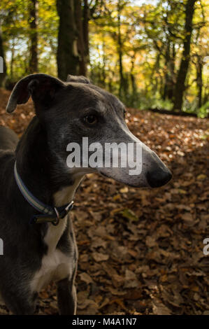 Chien en bois, Swansea Banque D'Images