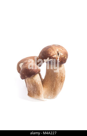 Récolté à l'automne étonnant triple champignon comestible boletus edulis (cèpes) connu sous le nom de champignons porcini isolé sur fond blanc. Banque D'Images