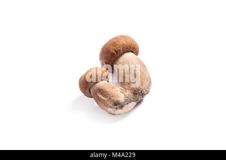 Récolté à l'automne des champignons comestibles double cèpes (Boletus edulis) connu sous le nom de champignons porcini isolé sur fond blanc. Banque D'Images