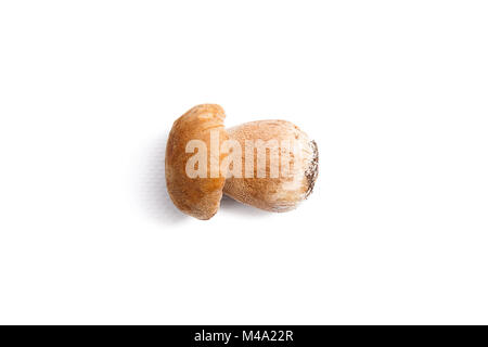 Récolté à l'automne étonnant champignon comestible boletus edulis (cèpes) connu sous le nom de champignons porcini isolé sur fond blanc. Banque D'Images