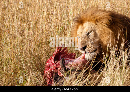Mature male lion (Panthera leo) mange sa proie, le rouge sang côtes de la carcasse d'un buffle, dans l'herbe haute, Masai Mara, Kenya Banque D'Images