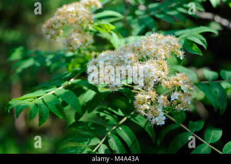 Rameau en fleurs de rowan closeup Banque D'Images