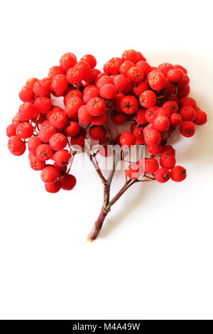 Rowan berry isolated on white Banque D'Images